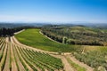 Tuscan vineyards and olive trees Royalty Free Stock Photo