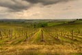 The Tuscan vineyards Royalty Free Stock Photo