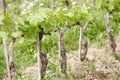 Tuscan vineyards Royalty Free Stock Photo