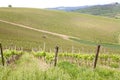 Tuscan vineyards Royalty Free Stock Photo