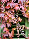 Tuscan window in Italy Royalty Free Stock Photo