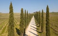 Tuscany, aerial landscape of a cypress avenue near the vineyards