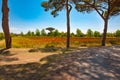 Tuscany - beautiful landscape, path with shade under pines, fields with wild poppies