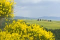 TUSCANY countryside, blooming bush Royalty Free Stock Photo