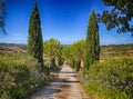 Tuscany countryside with country road lined with cypress and pin