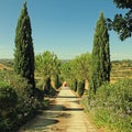 Tuscany countryside with country road lined with cypress and pin Royalty Free Stock Photo