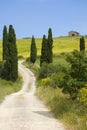 TUSCANY countryside, devious street with cypress