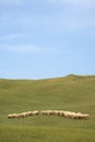 Tuscany countryside, sheeps Royalty Free Stock Photo