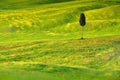 Tuscany cypress tree in the green fields Royalty Free Stock Photo