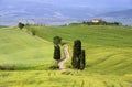Tuscany cypress trees with track Royalty Free Stock Photo