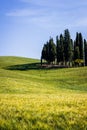 Tuscany, cypress trees Royalty Free Stock Photo