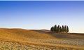 Tuscany cypresses