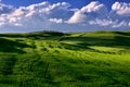 Tuscany famous cypress trees with green fields and sunset light Royalty Free Stock Photo