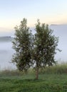 Tuscany, foggy morning. A lone olive tree. Italy. Royalty Free Stock Photo