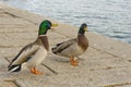 Italy, Tuscany, Grosseto, Castiglione della Pescaia, mallards rest on the pier of the Bruna river channel, Anas platyrhynchos. Royalty Free Stock Photo