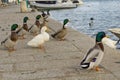 Italy, Tuscany, Grosseto, Castiglione della Pescaia, mallards rest on the pier of the Bruna river channel, Anas platyrhynchos. Royalty Free Stock Photo