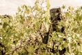 Tuscany - A Secluded Hillside Vineyard Above The Town Of Asciano Royalty Free Stock Photo