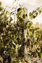 Tuscany - A Secluded Hillside Vineyard Above The Town Of Asciano Royalty Free Stock Photo