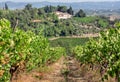 Tuscany houses over vineyard with ripe wine grapes. Green plants, grape vines of countryside in Italy during harvest Royalty Free Stock Photo