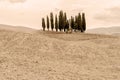 Tuscany - The Infamous Cypress Hill Royalty Free Stock Photo