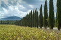 Tuscany, Italy, landscape with cypresses Royalty Free Stock Photo