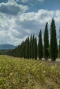 Tuscany, Italy, landscape with cypresses Royalty Free Stock Photo