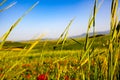 Tuscany, Italy landscape. Super high quality panorama taken at wonderful sunrise. Vineyards, hills, farm house Royalty Free Stock Photo