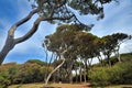 Tuscany, Italy, pines in Baratti gulf Royalty Free Stock Photo