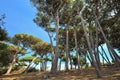 Tuscany, Italy, pines in Baratti gulf Royalty Free Stock Photo