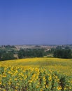 TUSCANY,ITALY Royalty Free Stock Photo