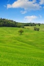 Tuscany landscape, beautiful green hills and lonely tree springt Royalty Free Stock Photo