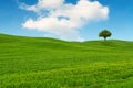 Tuscany landscape, beautiful green hills and lonely tree springt Royalty Free Stock Photo