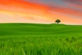 Tuscany landscape, beautiful green hills and lonely tree springt Royalty Free Stock Photo