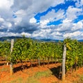 Tuscany Landscape