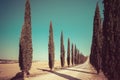 Tuscany landscape of cypress trees road in Italy. Royalty Free Stock Photo