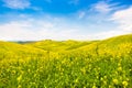 Tuscany landscape with field of flowers in Val d Orcia, Italy