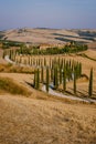 Tuscany landscape with grain fields, cypress trees and houses on the hills at sunset. Summer rural landscape with curved Royalty Free Stock Photo