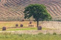 Tuscany landscape with hay bales, lonely tree, hills and meadow. Val d`orcia, Italy. Royalty Free Stock Photo