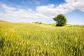 Tuscany, landscape and meadow Royalty Free Stock Photo