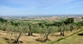Tuscany landscape olive tree and hills Royalty Free Stock Photo