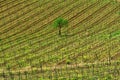 Tuscany landscape in the spring time with vineyard Royalty Free Stock Photo