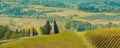 Tuscany landscape with vineyards, cypress trees Royalty Free Stock Photo