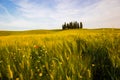 Tuscany, meadow field with cypress trees.