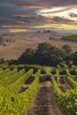 Tuscany most famous vineyards near town Montalcino in Italy Royalty Free Stock Photo