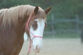 Arabian Horses, particular eyes