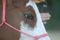 Paint Horse, particular eyes