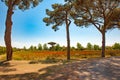 Tuscany - Path in Shade under Pines, meadow with wild flowers and poppies