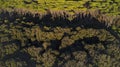 Tuscany pines forest landscape. view from drone