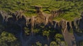 Tuscany pines forest landscape. view from drone