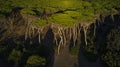 Tuscany pines forest landscape. view from drone